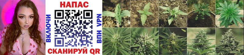 МАРИХУАНА OG Kush  Купить  Лыткарино 